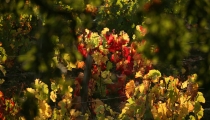 Vignes et couleurs